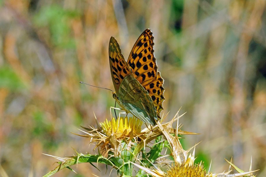 Argynnis pandora? No, Argynnis paphia